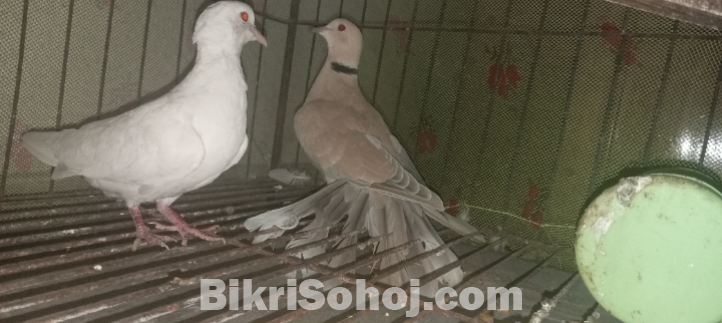 Australian white and ring nake brown dove